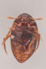 Lederia arctica