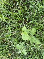 Heliotropium indicum