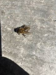 Apis mellifera