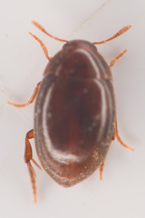 Lederia arctica