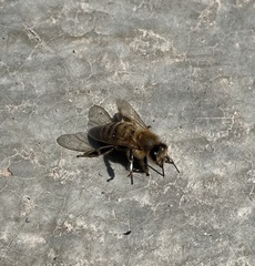 Apis mellifera