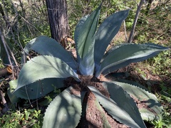 Agave salmiana
