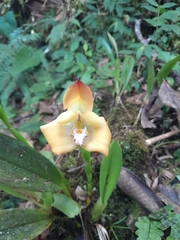 Maxillaria