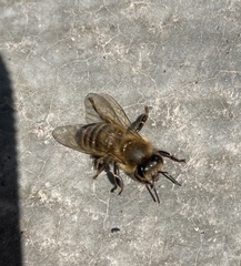 Apis mellifera