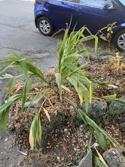 Crocosmia