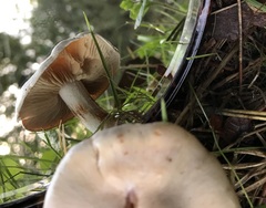 Hebeloma sacchariolens