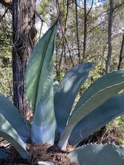 Agave salmiana
