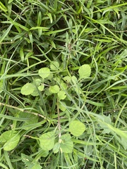 Heliotropium indicum