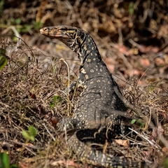 Varanus salvator bivittatus