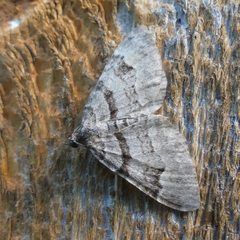 Xanthorhoe abrasaria