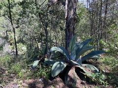 Agave salmiana