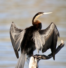 Anhinga rufa rufa