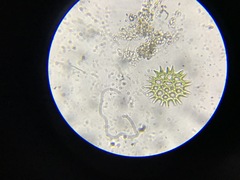 Pediastrum duplex