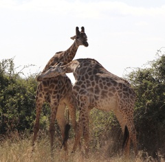 Giraffa camelopardalis giraffa