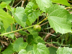 Ampelomyia vitispomum