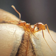 Aphaenogaster