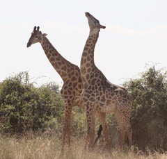 Giraffa camelopardalis giraffa
