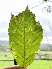 Stigmella lemniscella