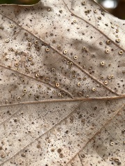 Neuroterus umbilicatus