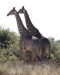 Giraffa camelopardalis giraffa