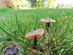 Macrocystidia cucumis