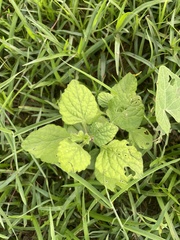 Heliotropium indicum