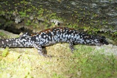 Plethodon yonahlossee