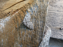 Xanthorhoe abrasaria