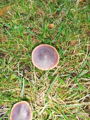 Macrocystidia cucumis