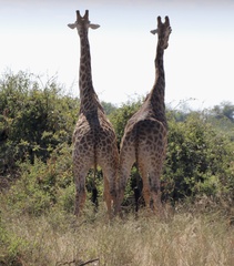 Giraffa camelopardalis giraffa