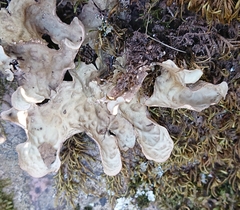 Lobarina scrobiculata