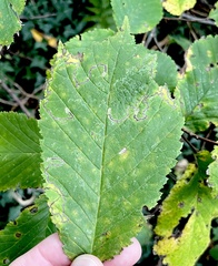 Stigmella lemniscella