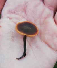 Macrocystidia cucumis