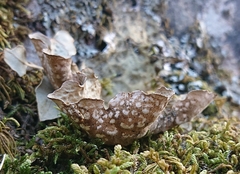 Lobarina scrobiculata