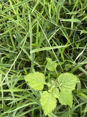 Heliotropium indicum