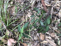 Leichhardtia coronata