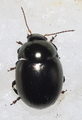Cyrtonus plumbeus