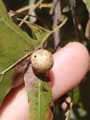 Amphibolips quercusostensackenii