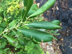 Salix humilis