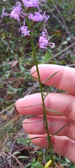 Liatris microcephala