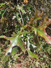 Amphibolips quercusostensackenii