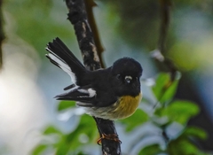 Petroica macrocephala macrocephala