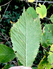 Stigmella lemniscella