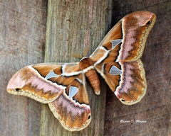 Rothschildia lutea
