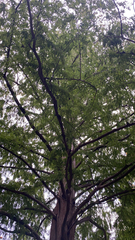 Metasequoia glyptostroboides