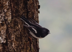 Petroica macrocephala macrocephala