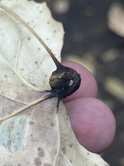 Pemphigus obesinymphae