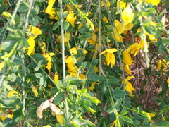 Cytisus scoparius
