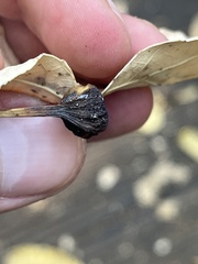 Pemphigus obesinymphae