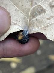 Pemphigus obesinymphae